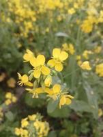 Flowering oilseed rape close view photo