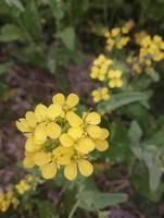 Close up of flowering colza photo