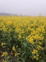 Close Up Of Fresh Yellow 4k  Flower Field photo