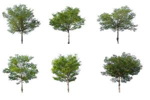 Isolated collection of trees on white background photo