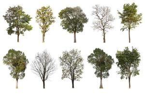 Isolated collection of trees on white background photo