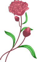 carnation january month birth flower element png