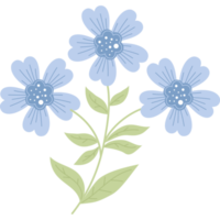 Bouquet  blue cornflowers png