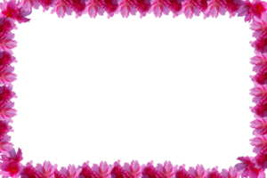 png-format flam kirschblüten, frühlingsblume. Sakura-Blume Flam-Grenze. png
