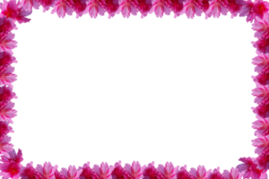 PNG format flam Cherry blossoms, spring flower. Sakura flower flam border.