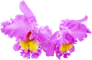 cerrar hermosa flor de orquídea cortada png