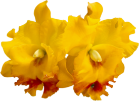 vicino su bellissimo orchidea fiore tagliare su png