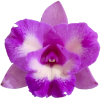 cerrar hermosa flor de orquídea cortada png