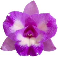 close up beautiful orchid flower cut out png