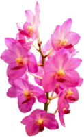 fechar linda flor de orquídea cortada png
