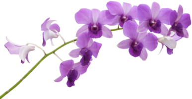vicino su bellissimo orchidea fiore tagliare su png