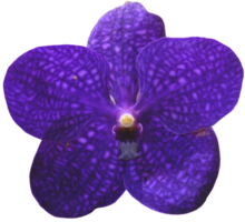 cerrar hermosa flor de orquídea cortada png