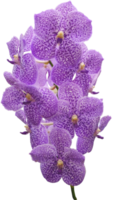 fechar linda flor de orquídea cortada png