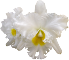 cerrar hermosa flor de orquídea cortada png