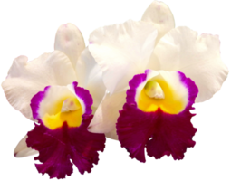 vicino su bellissimo orchidea fiore tagliare su png