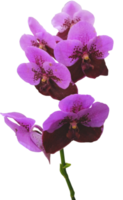 vicino su bellissimo orchidea fiore tagliare su png