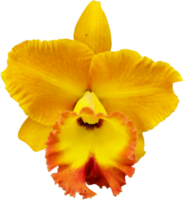 Nahaufnahme schöne Orchideenblüte ausgeschnitten png