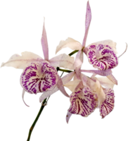 vicino su bellissimo orchidea fiore tagliare su png