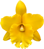 gros plan belle fleur d'orchidée découpée png