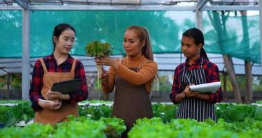 Footage of Young Asian girls farmer working with tablet while checking fresh green oak lettuce salad, organic hydroponic vegetable in nursery farm. Business and organic hydroponic vegetable concept. video