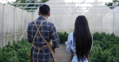 Handheld tracking shot, Back view of Handsome man holding laptop computer explaining marijuana cultivation to young woman, she holds tablet in hand, They are walking in plant grow tent video