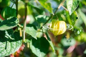 IoT, Internet of Things Modern agriculture smart farming system concept. Internet technology that connects devices and tools. digital computer manage cape gooseberry farm in agricultural industry. photo