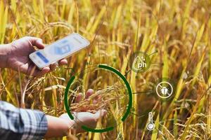 Smart farming Agricultural technology and organic agriculture Woman using research tablet and studying development of rice varieties in field. Concept of smart farming modern agricultural business. photo