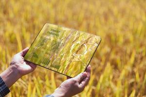 agricultura inteligente tecnología agrícola y agricultura orgánica mujer usando tableta de investigación y estudiando el desarrollo de variedades de arroz en el campo. concepto de negocio agrícola moderno de agricultura inteligente. foto