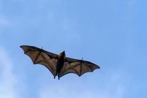 retrato de murciélago zorro volador mientras vuela foto