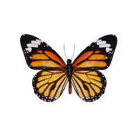 3d orange wing Butterfly isolated png