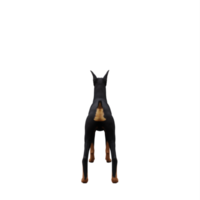 3d Doberman isolated png