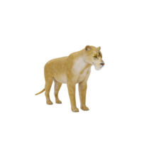 3D-Löwin isoliert png