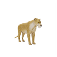 3d Lioness isolated png