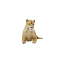 3D-Löwin isoliert png