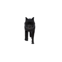 3D schwarzer Wolf isoliert png