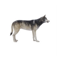 3D wilder Wolf isoliert png