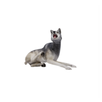 3d wild wolf isolated png