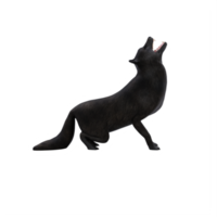 3d nero lupo isolato png