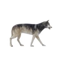 lobo salvaje 3d aislado png