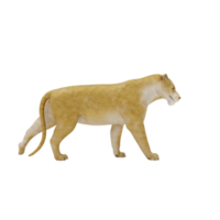 3d Lioness isolated png