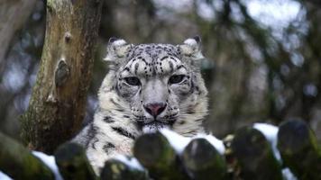leopardo de las nieves descansando en el zoológico video