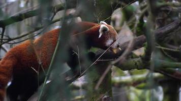panda vermelho no zoológico video