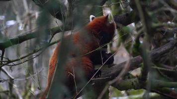 Red panda in zoo video