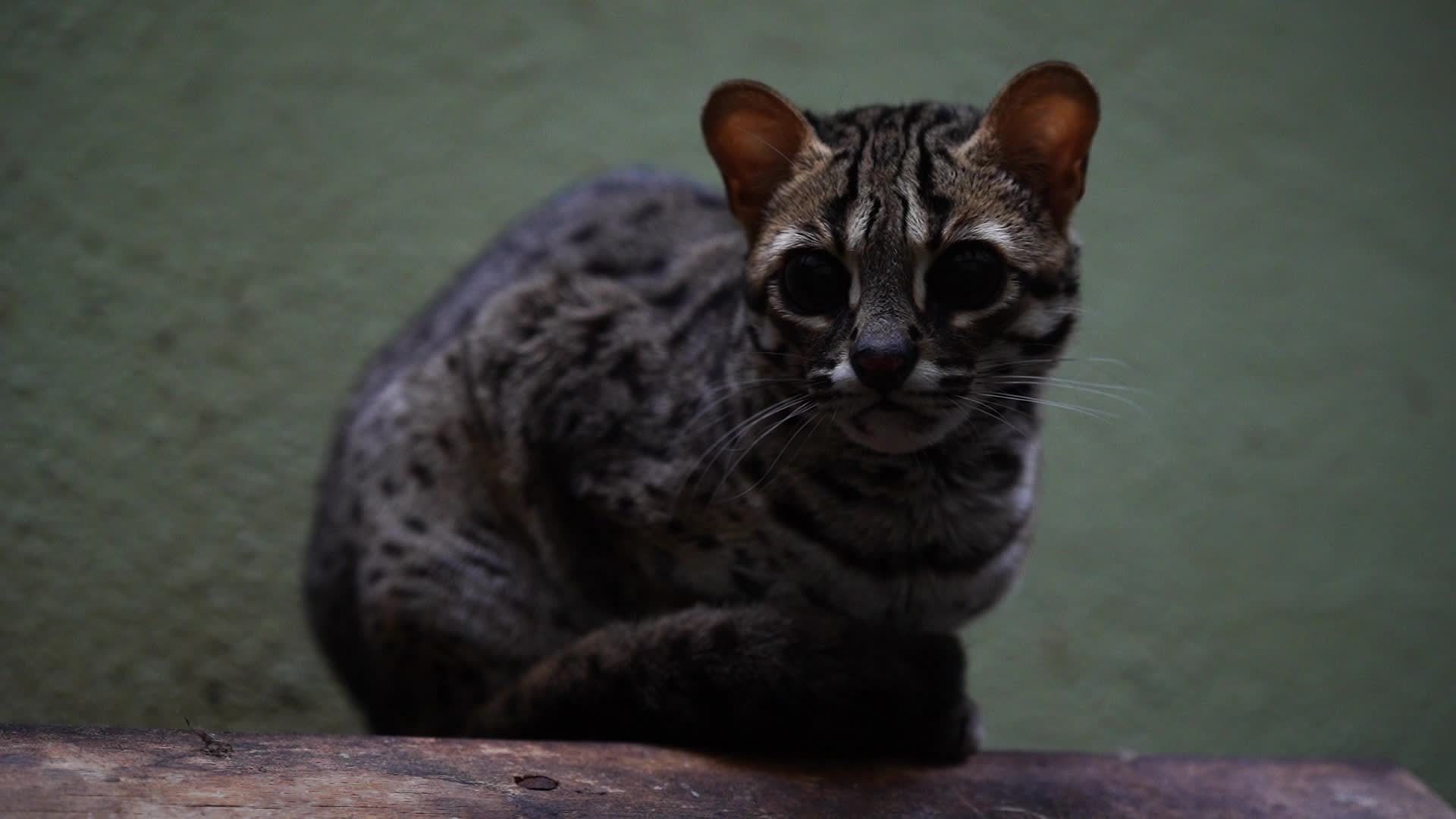 Rare Stock Video Footage for Free Download