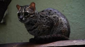 Palawan leopard cat video