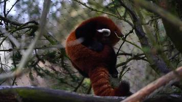 panda vermelho no zoológico video