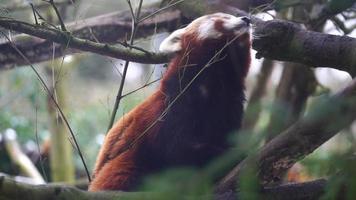 panda roux au zoo video