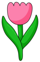 blomma av rosa tulpan png
