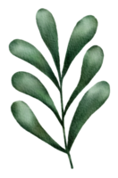 Watercolor of Tropical green leaves png