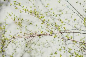 Close up spring blooming tree concept photo